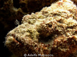 Ugly Fellow!!
Devil Scorpion Fish
Sharm el Sheikh
 by Adolfo Maciocco 